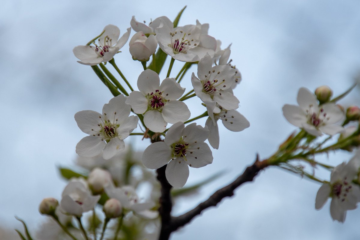 RiverfrontRecap's tweet image. A robin and a pear tree… #AprilTextureChallenge