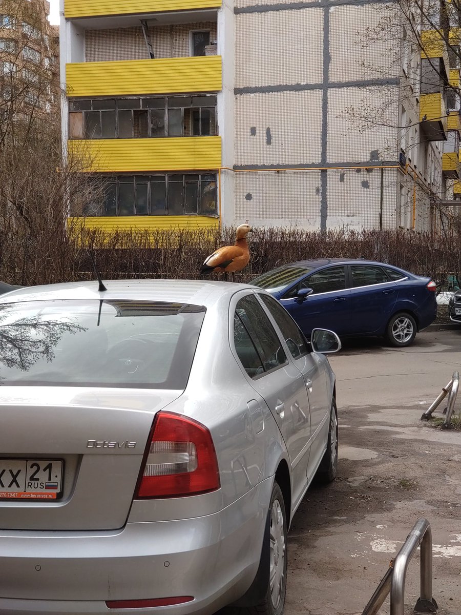 Chromed's tweet photo. Good ducking morning! #moscow #duck https://t.co/hgUloanMg0