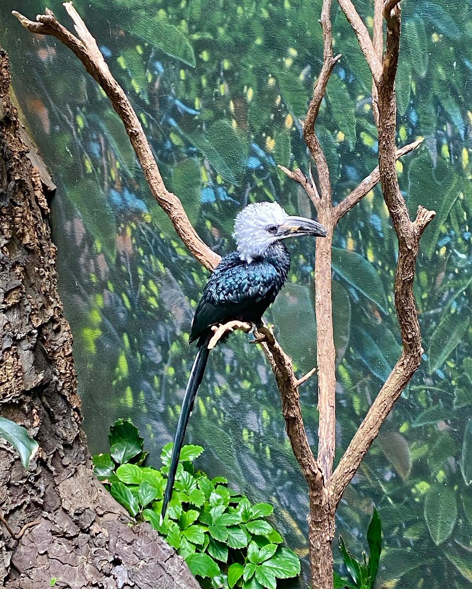 HanaSlevin's tweet photo. Honk if you’re hornbill!
@BronxZoo #runforthewild #rftw #hornbills #5Krun #bronxzoo
https://t.co/aG8iypH2iG https://t.co/HPBs28w0Zj