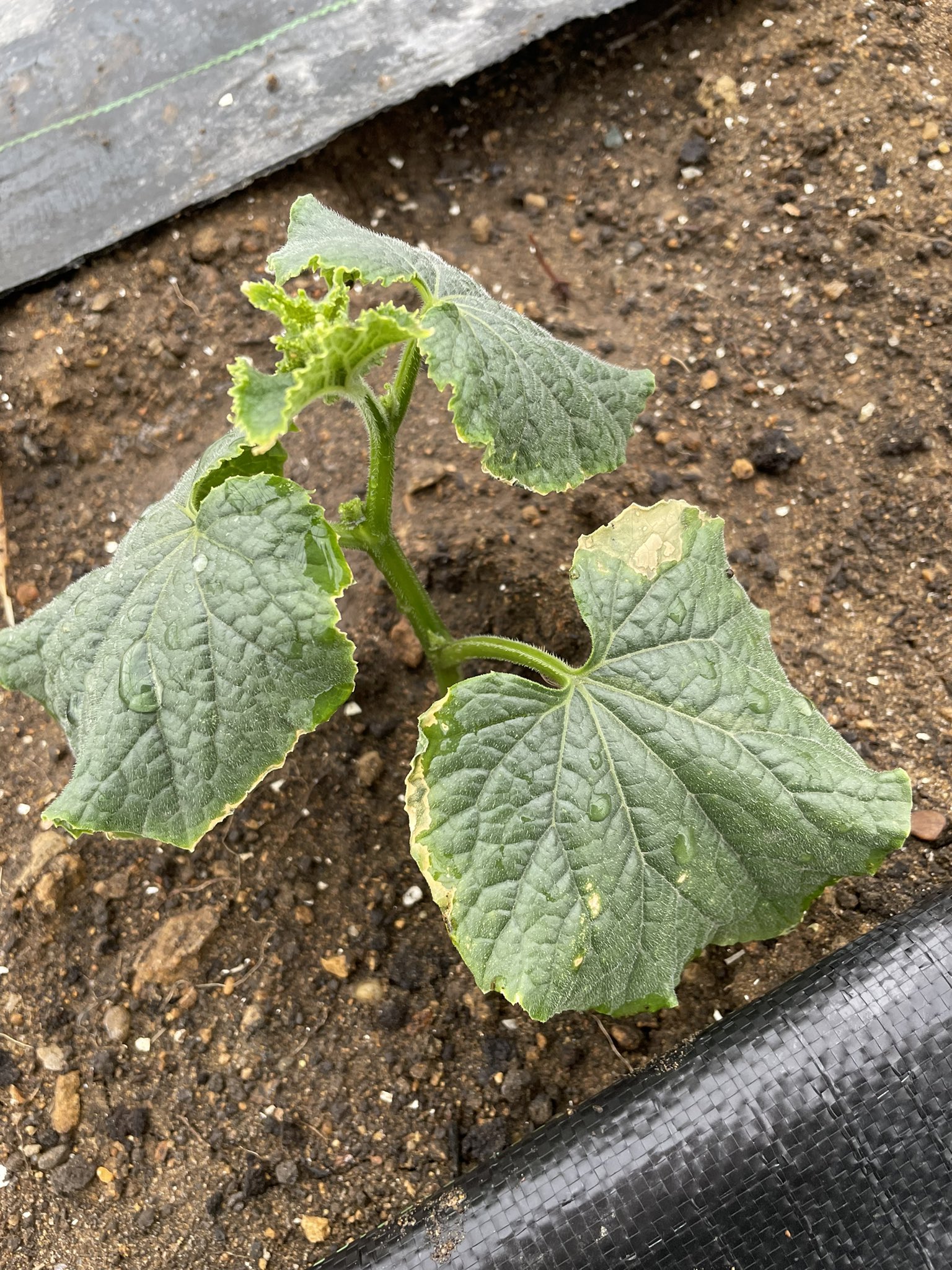 ココミヤ 青森のにんにく農家 お試し菜園のきゅうりが肥料焼けしてるっぽい きゅうりは肥料がたくさん必要と聞いたので堆肥多めに入れたのですが これ以上枯れないで欲しいー T Co Vbplbngele Twitter