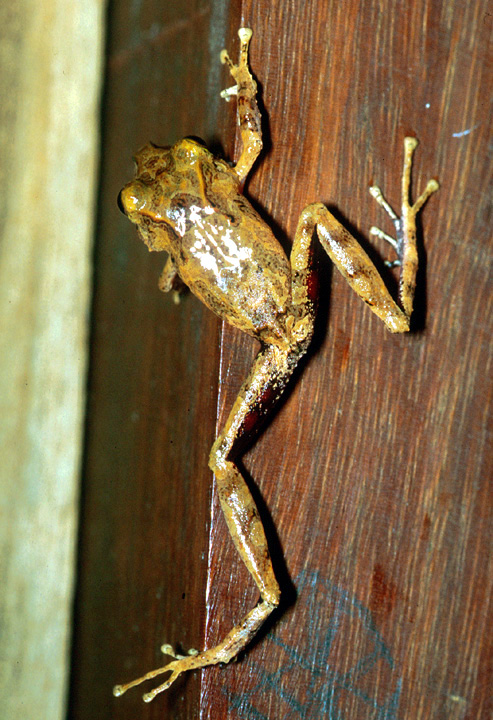 BadassFrogs's tweet photo. Badass Frog #340 - Pristimantis cerasinus (Strabomantidae)

Image by ©Andrew J. Crawford https://t.co/h5NCF1CZpf