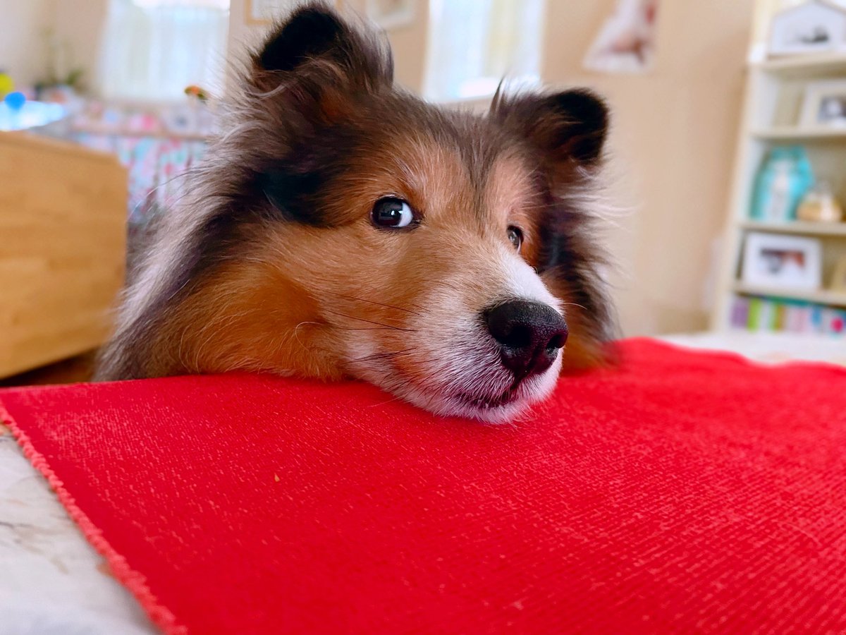 moguko0524's tweet photo. (¯•ω•¯)………………チラッ。
#犬 #犬好きさんと繋がりたい #犬のいる暮らし #犬のいる生活 #シェルティ #shelti https://t.co/uNXHugrh4S