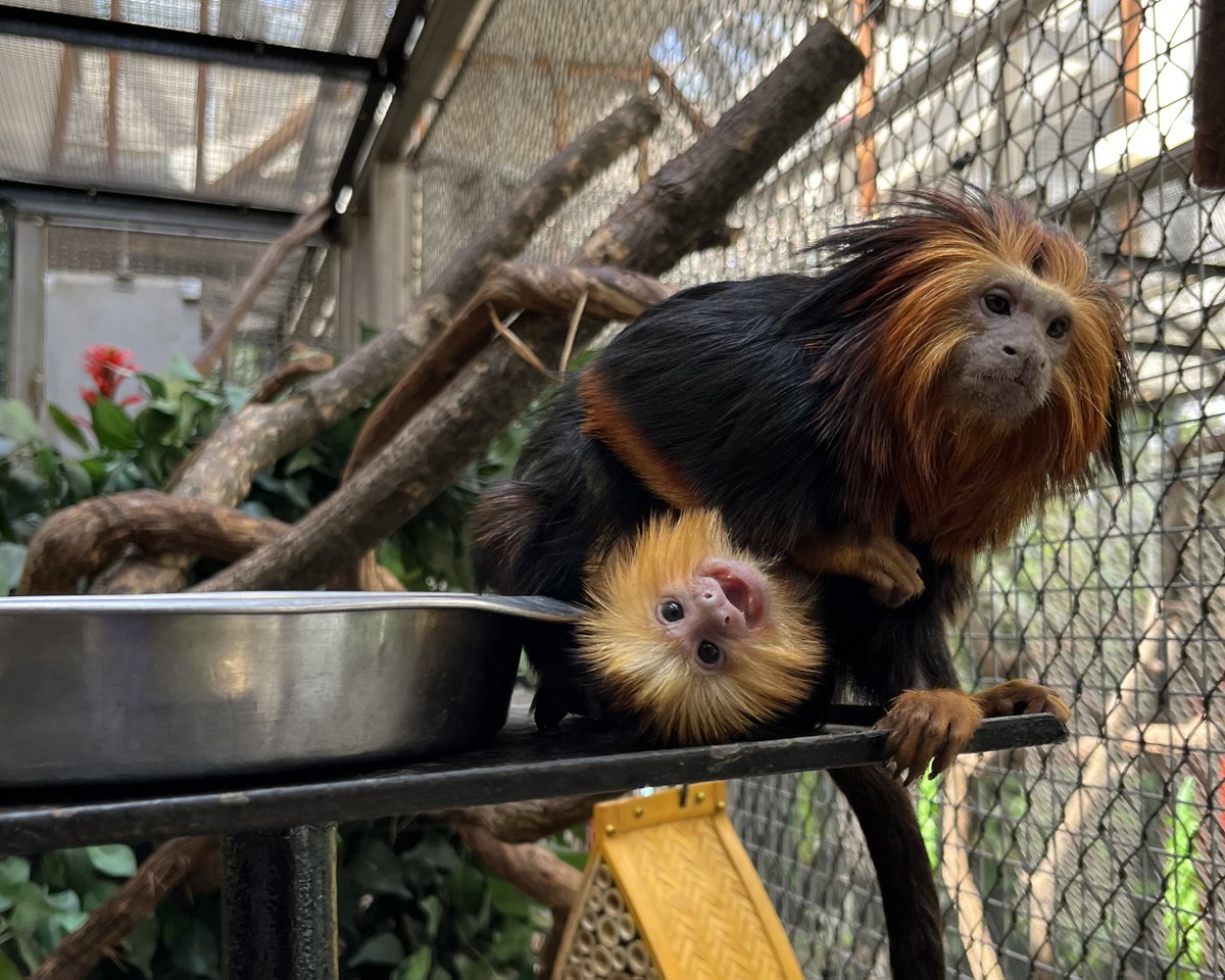 zoos_aquariums's tweet photo. Join us in celebrating a few recent births at @NationalZoo! Congratulations to the zoo teams on the births of two lesser kudu calves and a golden-headed lion tamarin. 

#WeAreAZA #NationalZoo #ZooBorns #LesserKudu #Tamarin https://t.co/w9Bz8UVUMs