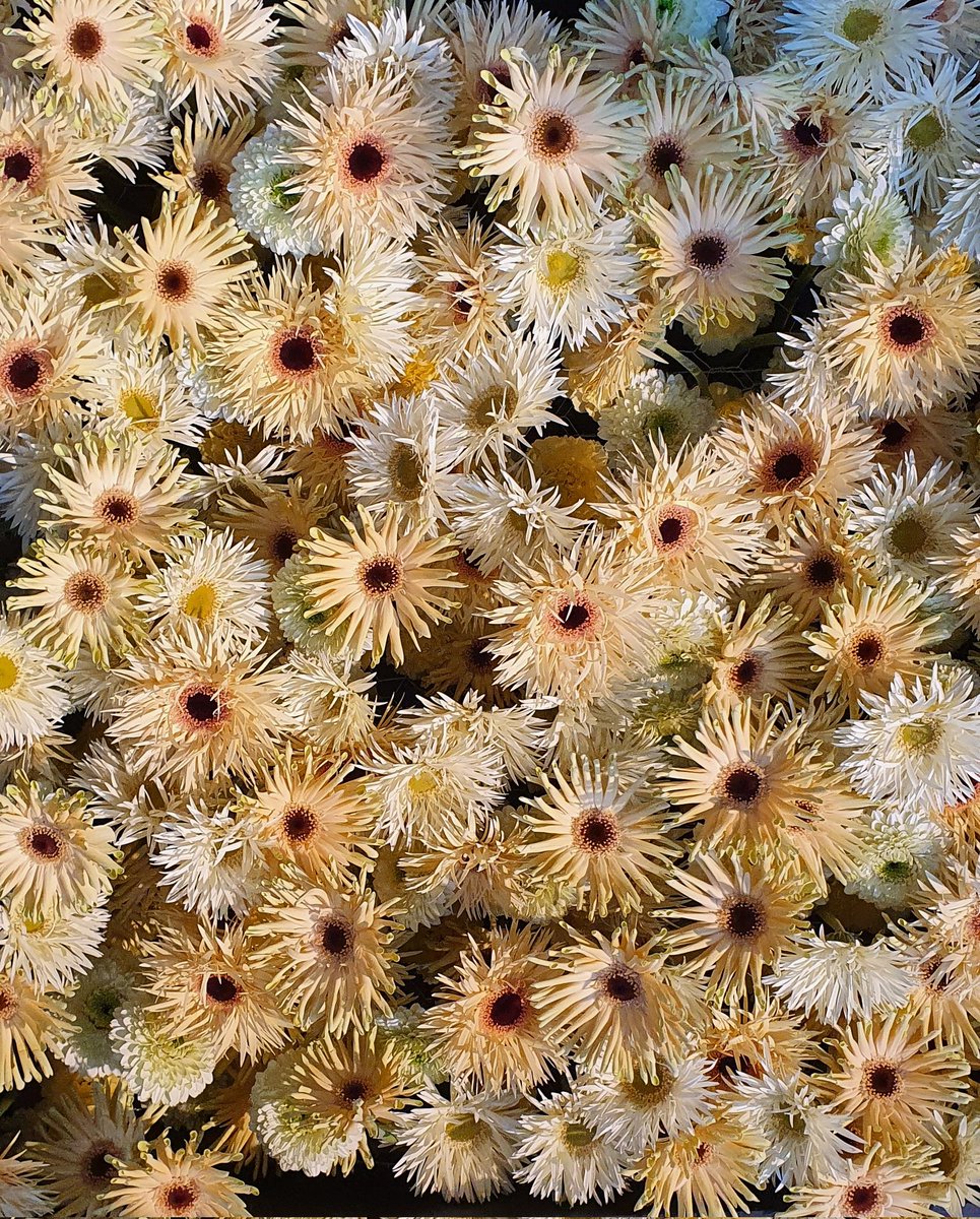 BrunoGobin's tweet photo. De Gentse #floralien nocturnes gaan nog de hele week door
Vanavond kwam dehele sector samen om de prijzen voor de mooiste creaties uit te reiken
https://t.co/9aiiZJO3Md https://t.co/U938l3j0CF