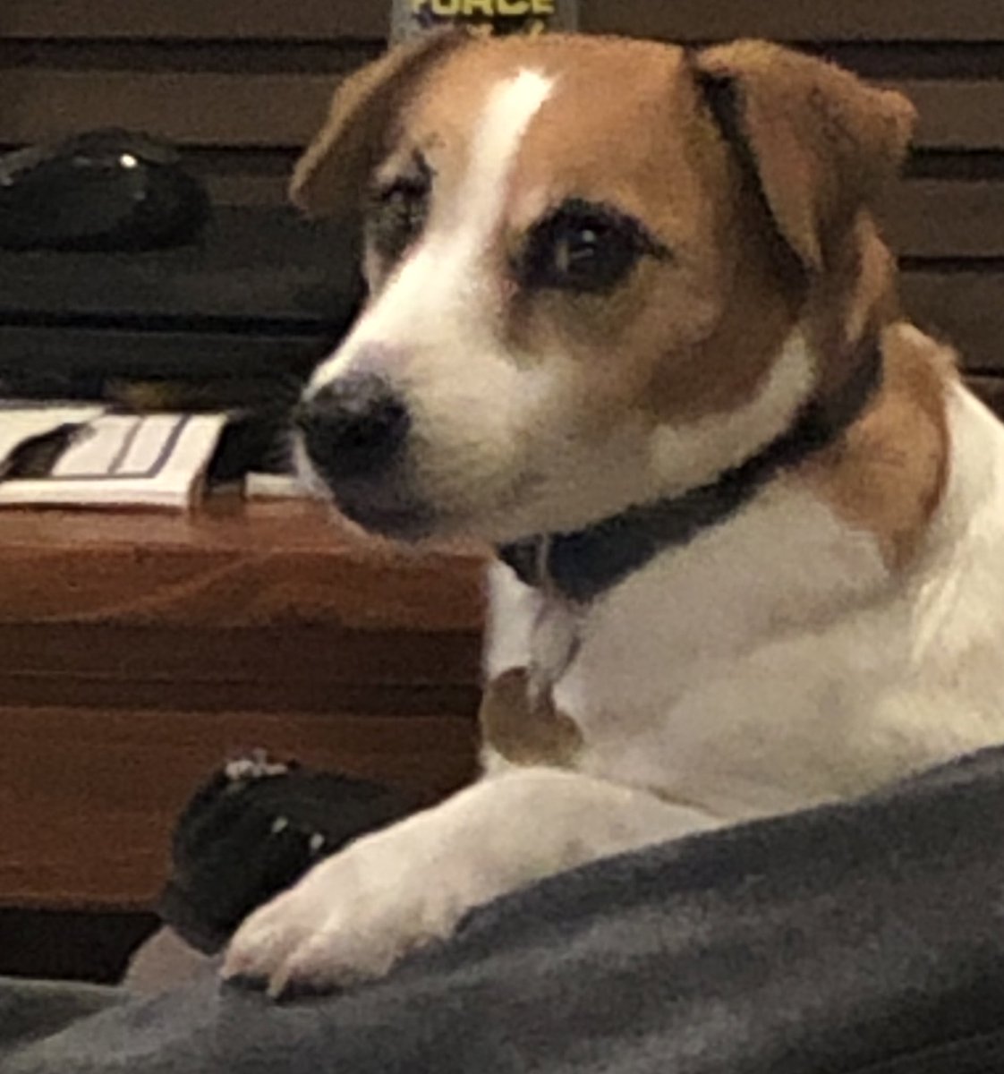 pcoutts (@pcoutts12) on Twitter photo Here is Howie watching on! #ASM22PETS. <a href="/Tomundoc/">Tomas Corcoran</a> <a href="/PADDI_Trial/">PADDI Trial</a>
#ASM22PER <a href="/ANZCA/">ANZCA</a> <a href="/hird_natalie/">Natalie Hird</a> <a href="/AlliKearney/">Alli</a> <a href="/sophwall/">sophie wallace</a> Here is Howie watching on! #ASM22PETS. <a href="/Tomundoc/">Tomas Corcoran</a> <a href="/PADDI_Trial/">PADDI Trial</a>
#ASM22PER <a href="/ANZCA/">ANZCA</a> <a href="/hird_natalie/">Natalie Hird</a> <a href="/AlliKearney/">Alli</a> <a href="/sophwall/">sophie wallace</a>