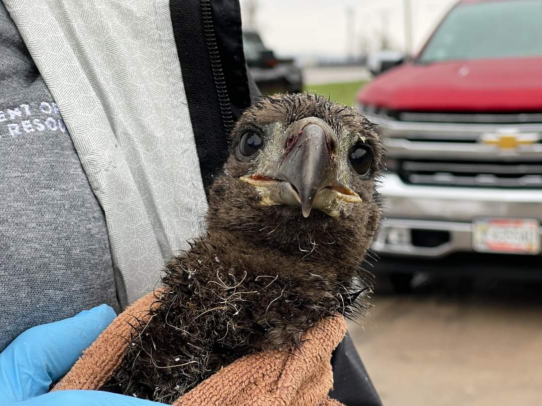 We have some sad EagleCam nest news to share. Details here: facebook.com/10006487485091… #EagleCam #MN