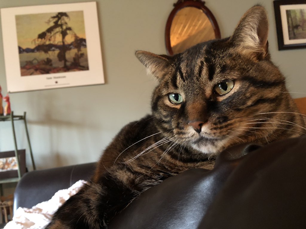 KeitherKeith's tweet photo. β€οΈπππβ€οΈπβ€οΈπππβ€οΈ
Micker does #NationalTabbyDay
#MamMagnetJunior
#MickerTime https://t.co/NBOPQPJThO