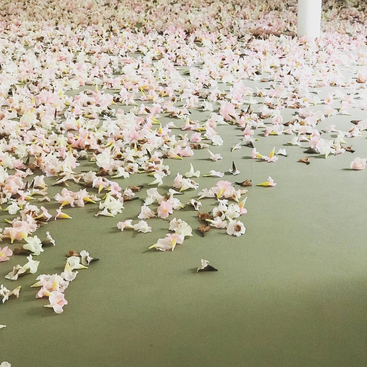 Danielle Ash tweet media