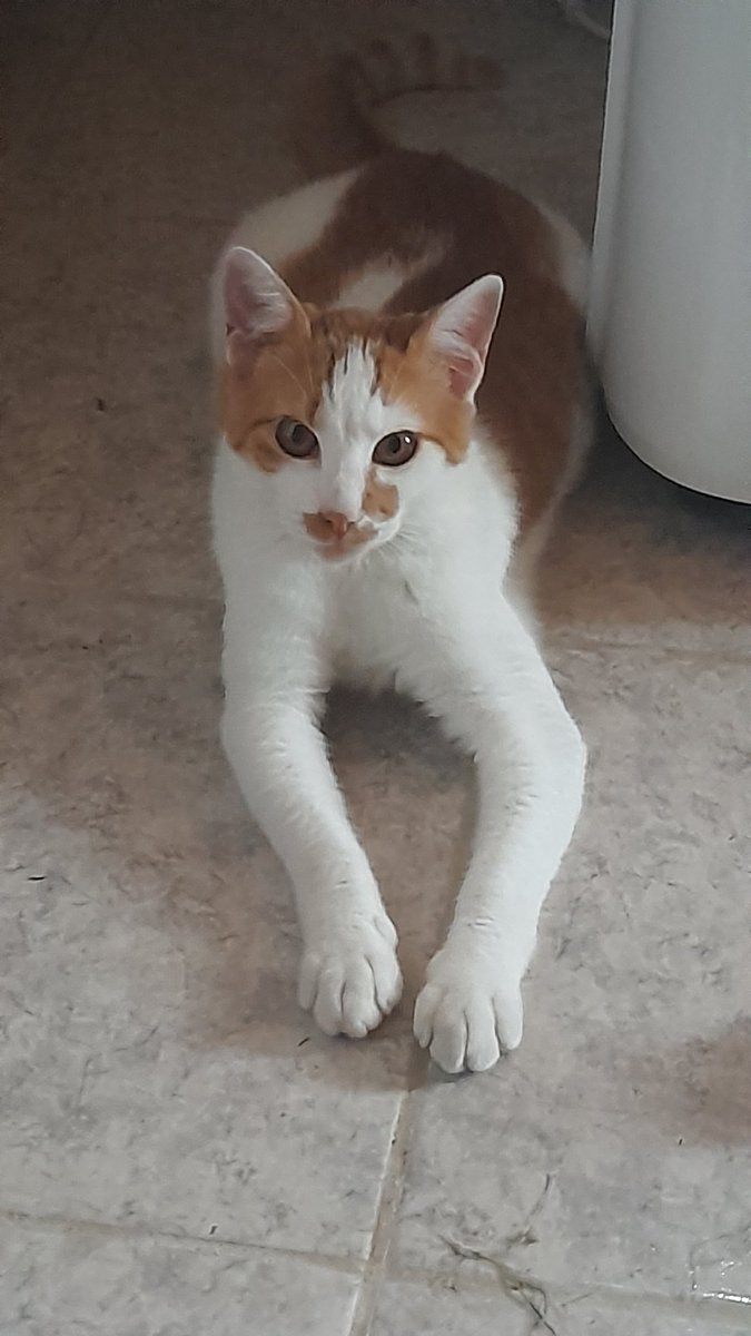 Mi compañero incondicional 💕