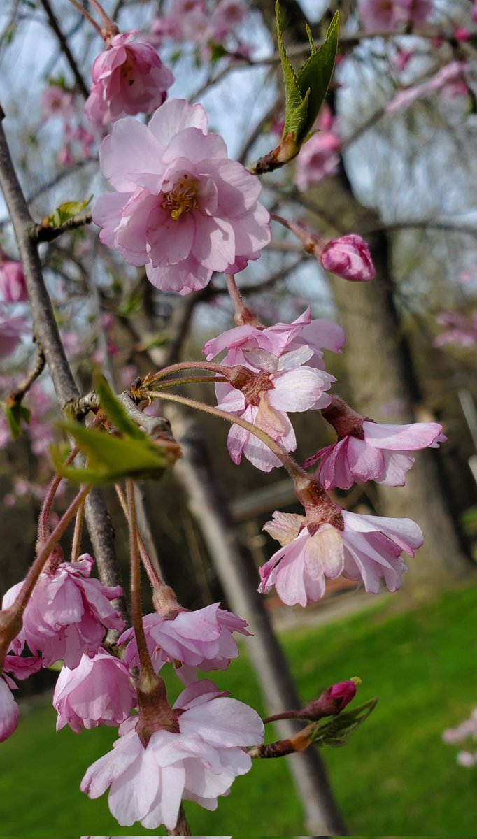 My weeping cherry. She's still a baby but knows how to show her stuff. 💗