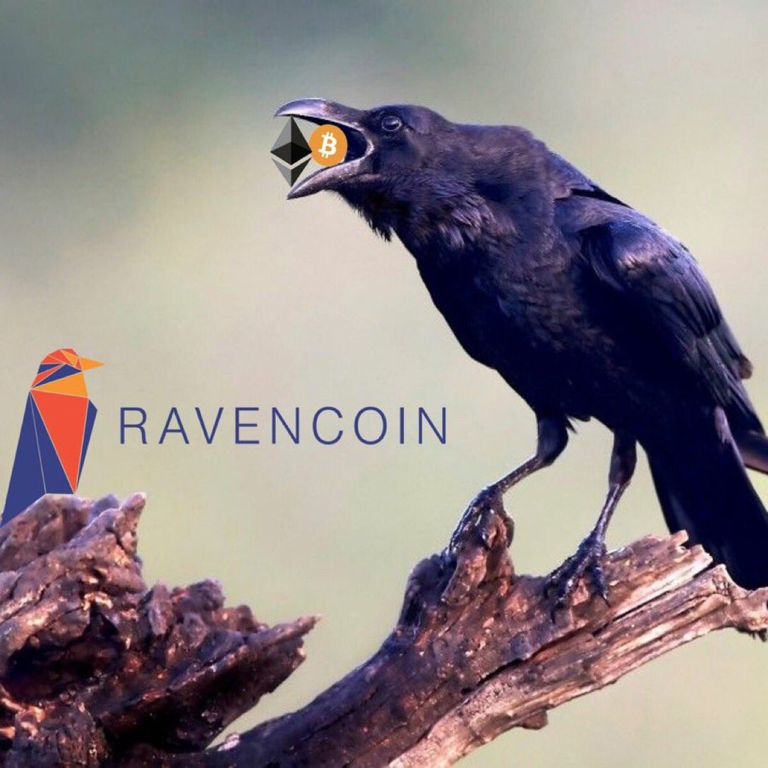 SleeperCoins's tweet photo. $RVN https://t.co/gq977WrYSa