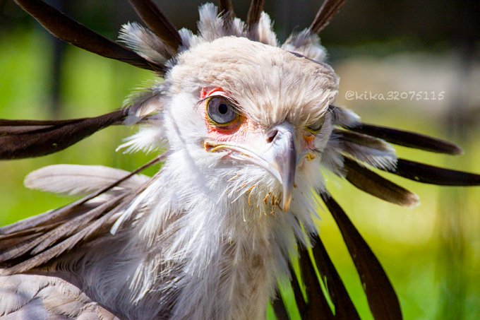 リスさん がハッシュタグ ヘビクイワシ をつけたツイート一覧 5 Whotwi グラフィカルtwitter分析