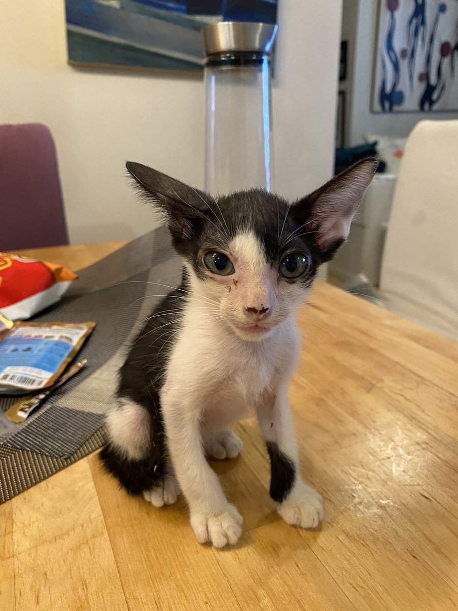 Siennafrst's tweet photo. I’ve raised a daughter who went to the shelter to adopt a stray cat, and a son who took pictures of this mess of a kitten to show his friends and took her to sleep with him. Let’s face the truth here: she’s not (yet) anywhere near cute, and that doesn’t bother him at all. 🥰 https://t.co/wLuVa1t6fL