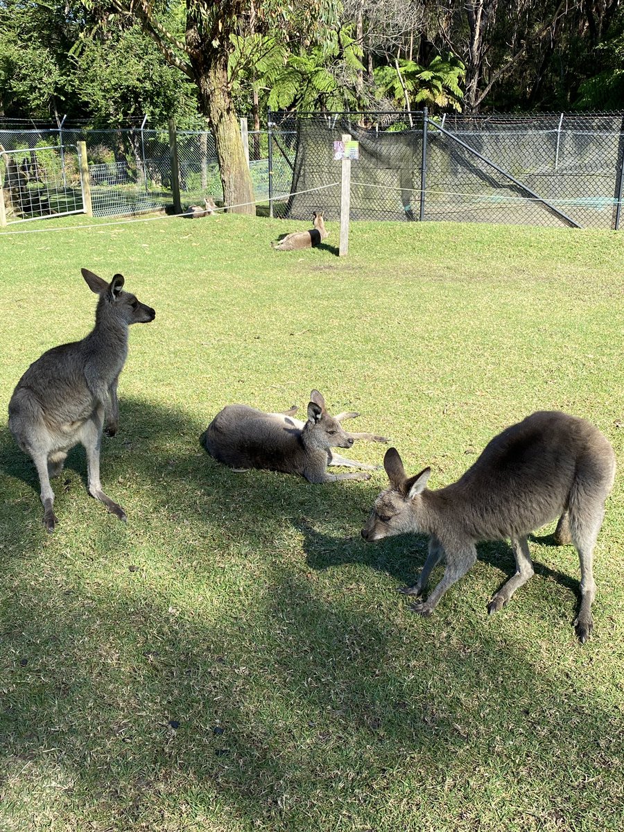 Went on my first ever excursion with my year 1 students on Friday. They absolutely loved Symbio Wildlife Park &amp; especially getting up close with the farm animals and kangaroos. It was a great day &amp; very informative for both teachers and students 😊 #acuedu_p