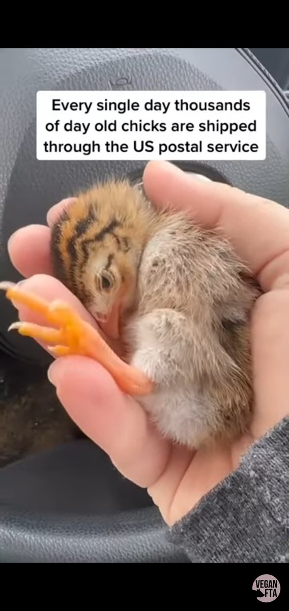 Baby Chick Sent Through the Mail
tinyurl.com/2p865tt2
