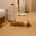 コーギーるーしーKのツイート画像