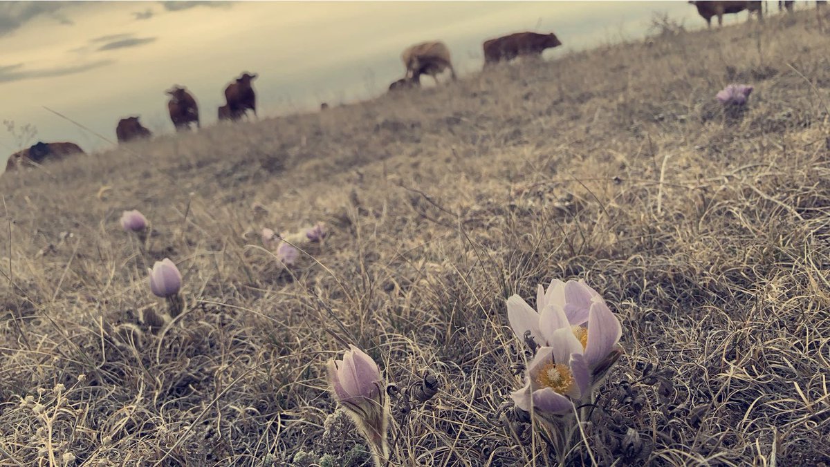 Ladies turned out on some native grass #happycows #prairiecrocus