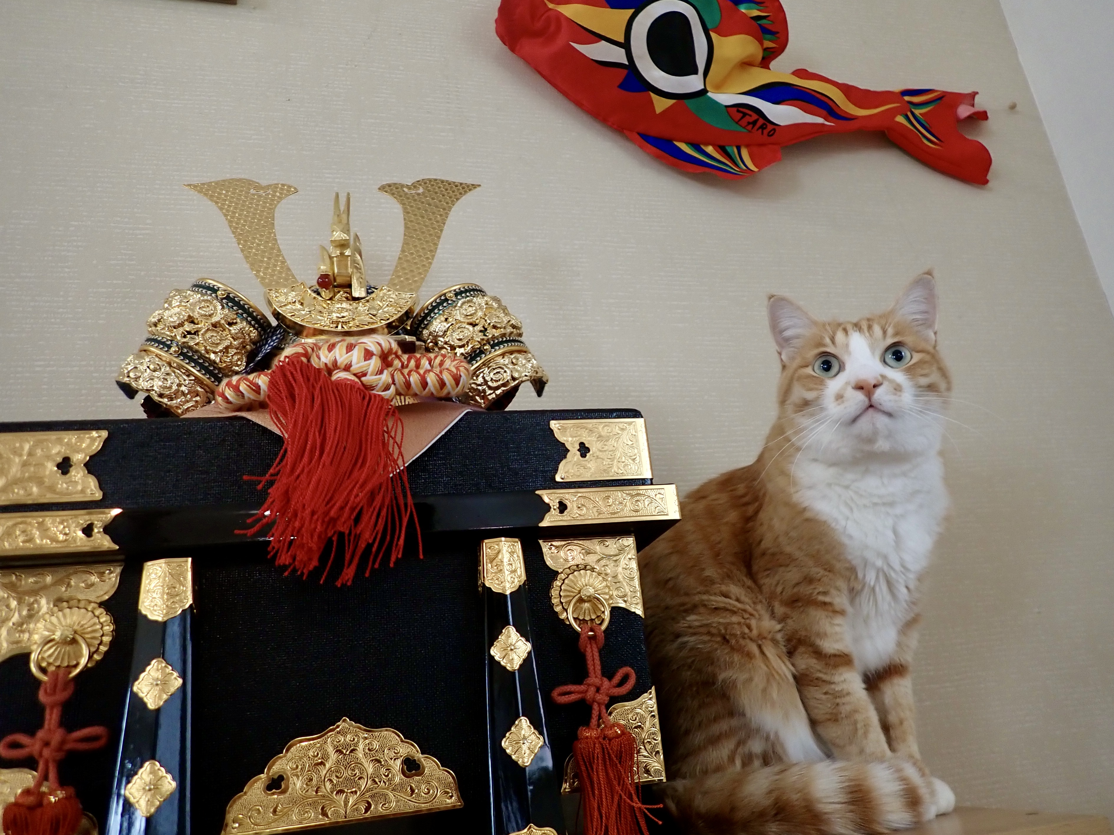 モチハチ横丁 Papierflugel13 Twitter