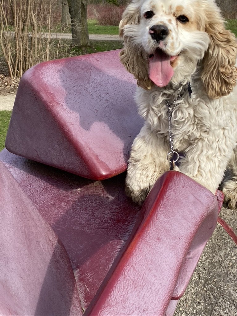 The River Institute is performing an up-close analysis of the sculptures in the University of Guelph Arboretum. First results: sculptures are more confusing to jump on than are slides.