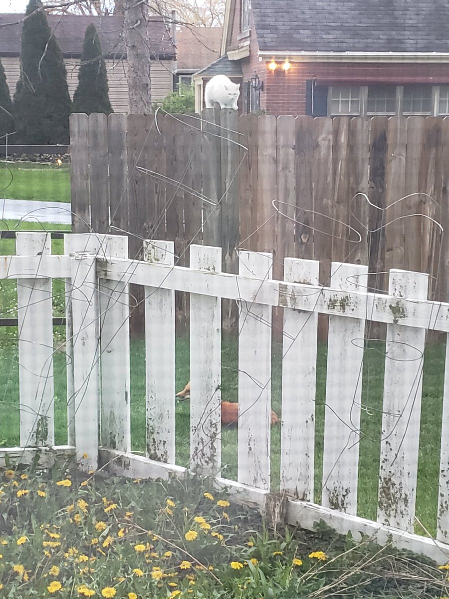 maribeth flaws tweet media