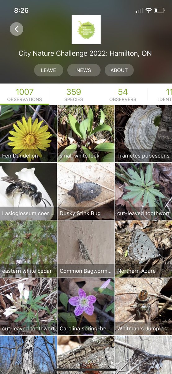 We officially have over 1000 observations on #iNaturalist for the Hamilton #CityNatureChallenge 🎉 

Keep up the great work #HamOnt - 2 more days of observing to go! 🔎🌱