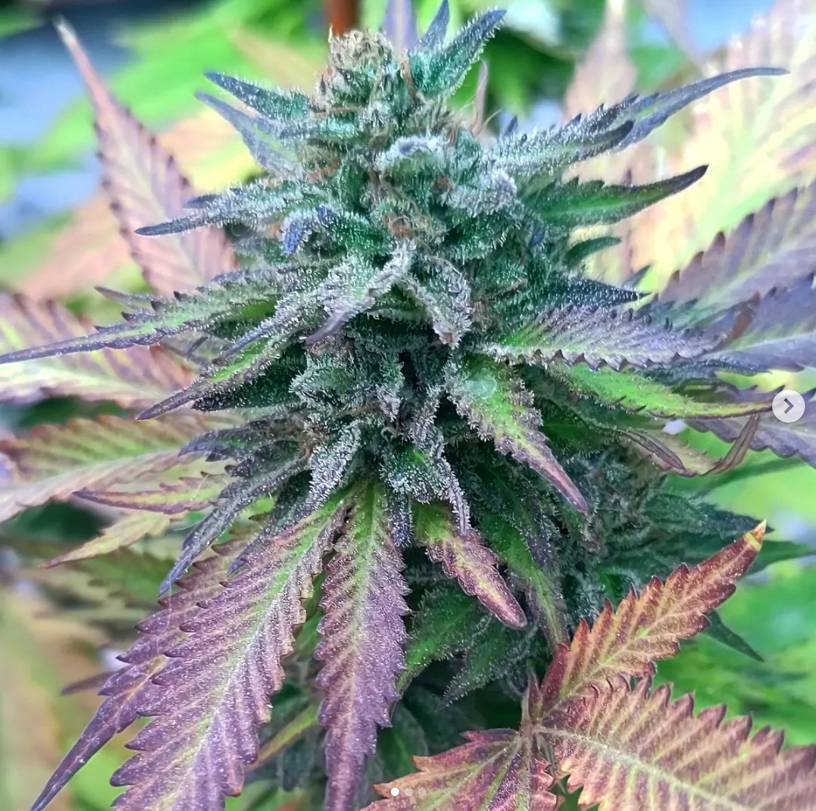 Herbworthy's tweet photo. Name this strain 👇 https://t.co/G3nPnXUhM4