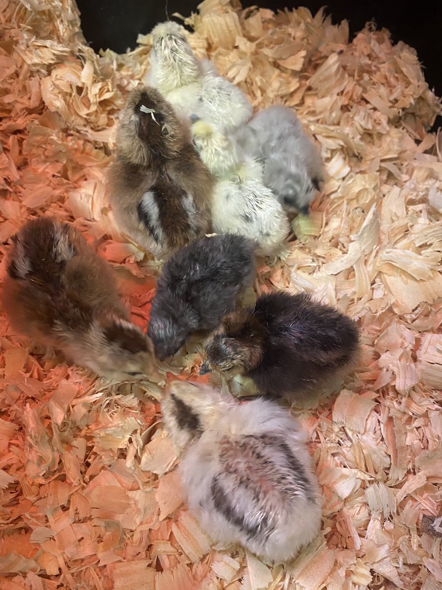 DaniFSUteacher's tweet photo. Chick hatching at @KSpringsLions is always so much fun! The EGGcitment was real! Love teaching the 2nd grade Life Cycle Unit! @CobbSchools @cobbscience https://t.co/dUZ99jvhmA
