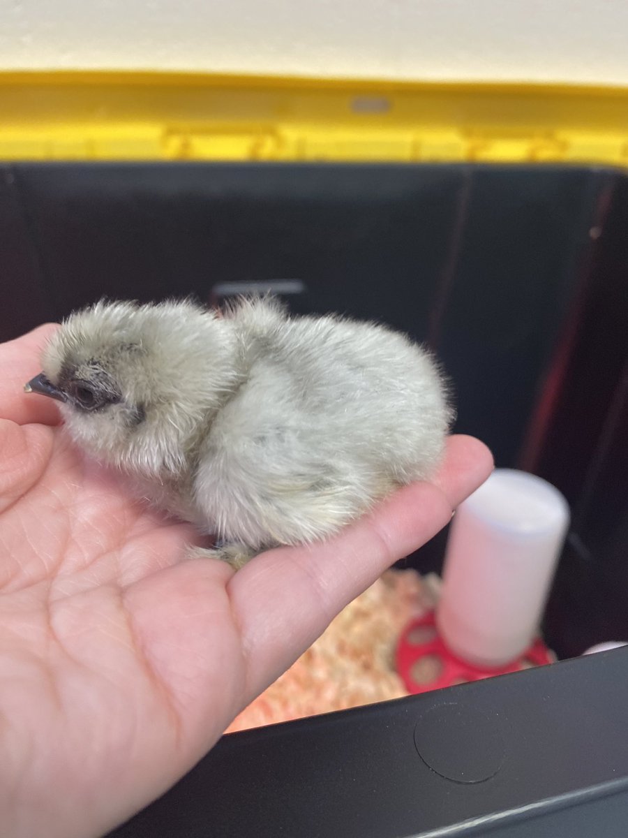 DaniFSUteacher's tweet photo. Chick hatching at @KSpringsLions is always so much fun! The EGGcitment was real! Love teaching the 2nd grade Life Cycle Unit! @CobbSchools @cobbscience https://t.co/dUZ99jvhmA