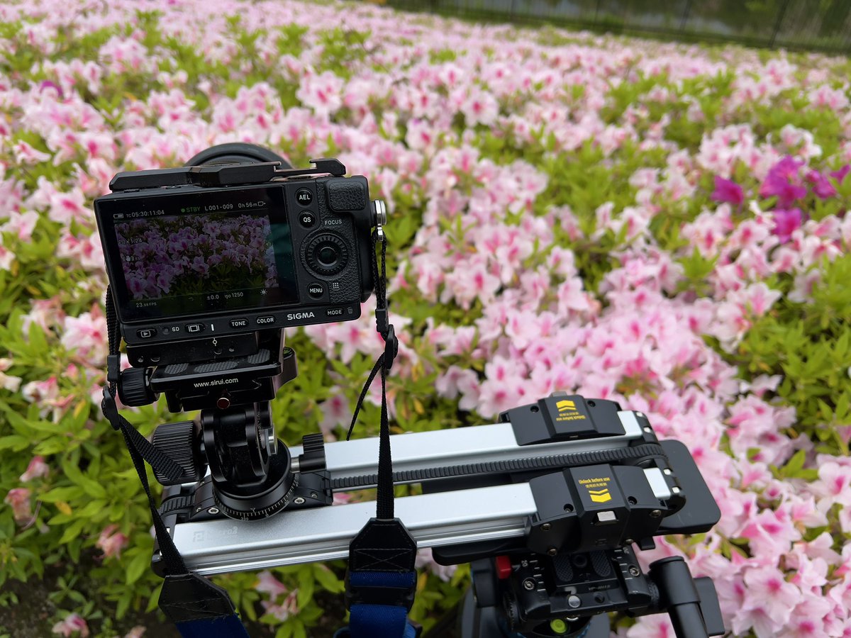 yorkyhiro's tweet photo. 今年のツツジは一斉に咲かず、品種ごとにまちまち。
#sigma
#sigmafpl
#sigma40art https://t.co/n72RAatIOe