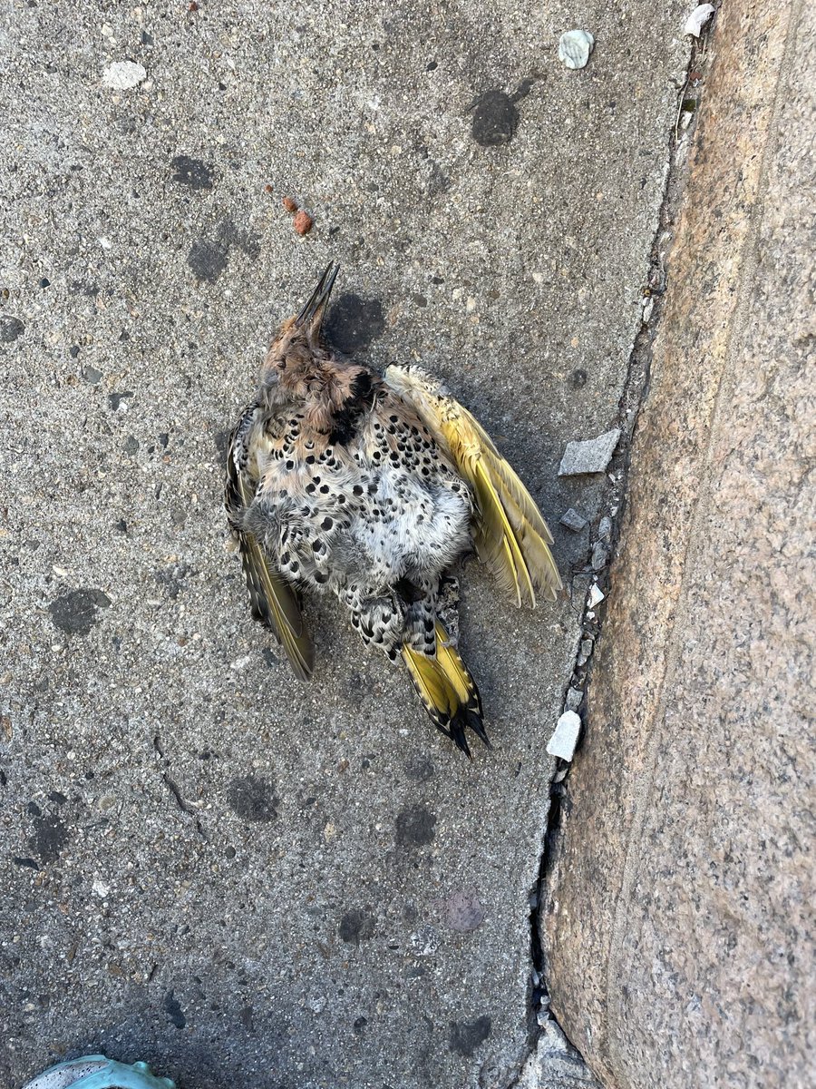 Picco Restaurant tweet media