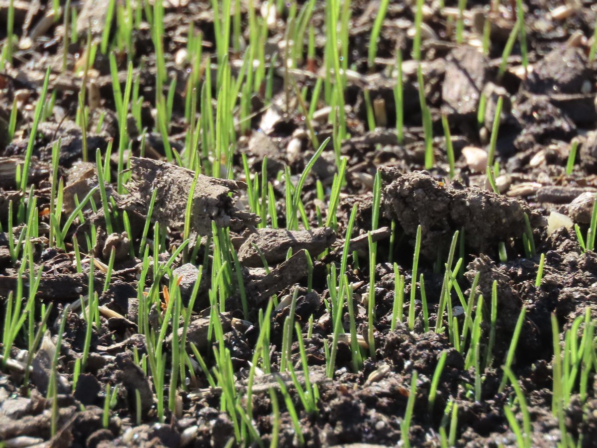 sdoppler2's tweet image. Baby grass 
#AprilTextureChallenge