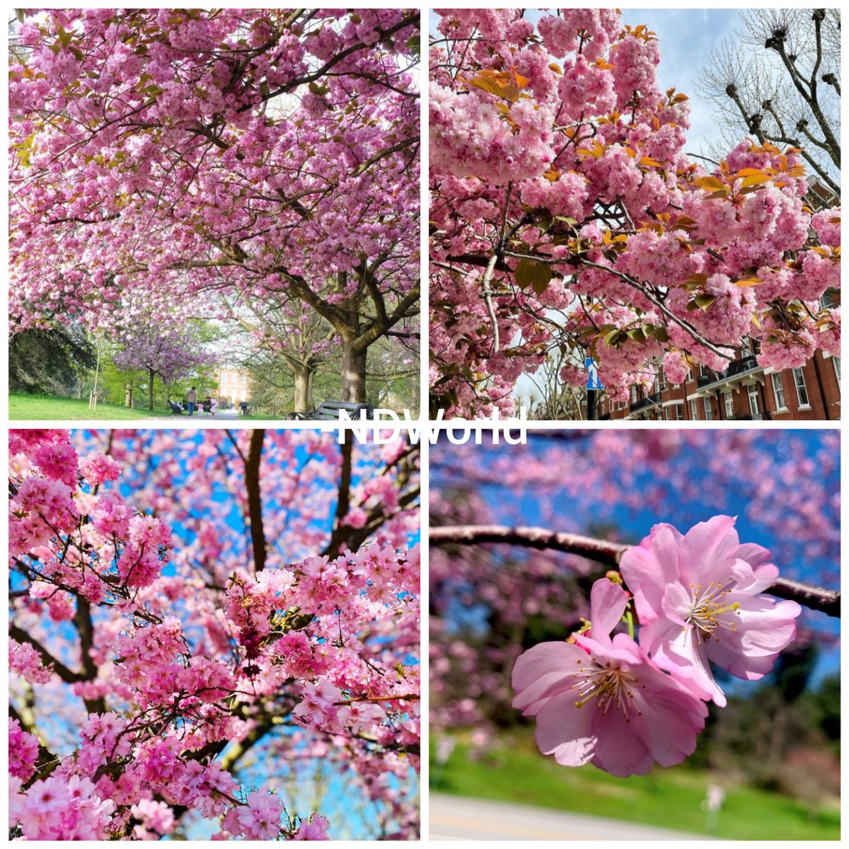 NeuroQuinn's tweet photo. "Let the showers of April bring May flowers " 🌸🌸

May the month ahead be filled with an abundance of 
Magnificent miracles,
Blissful blessings and 
Splendid surprises.
#ByeApril  #WelcomeMay 
#MayDay #MayDay2022 https://t.co/GzpSBl3jr5