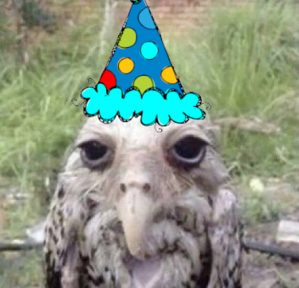OwlsAndHats's tweet photo. Party Owl

#owl #hat #wetowl https://t.co/Da27rLDetK