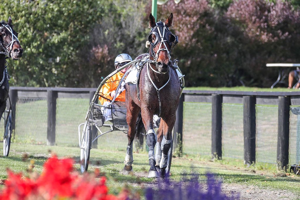 NZ Sires’ Stakes Board tweet media