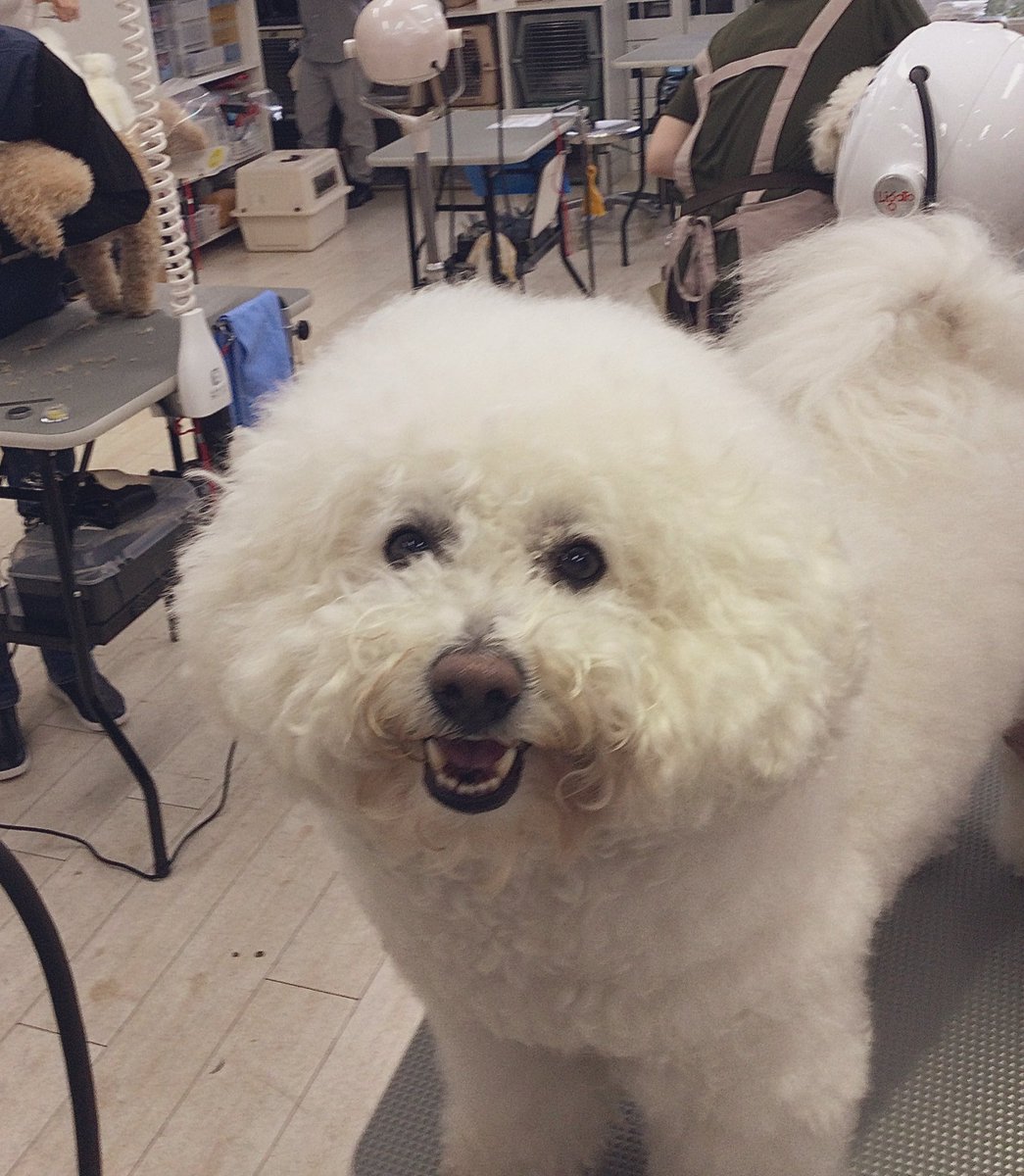 ゴールデンウィークでも皆さん夢のために頑張ってます！

 #ケンネルスクール
#トリミングスクール #独立開業 #社会人スクール #転職 #トリマーで副業 #開講1986年 #カット犬 #1人一頭 #ペットカットからショークリップまで #ペットショップ #オリジナルカット