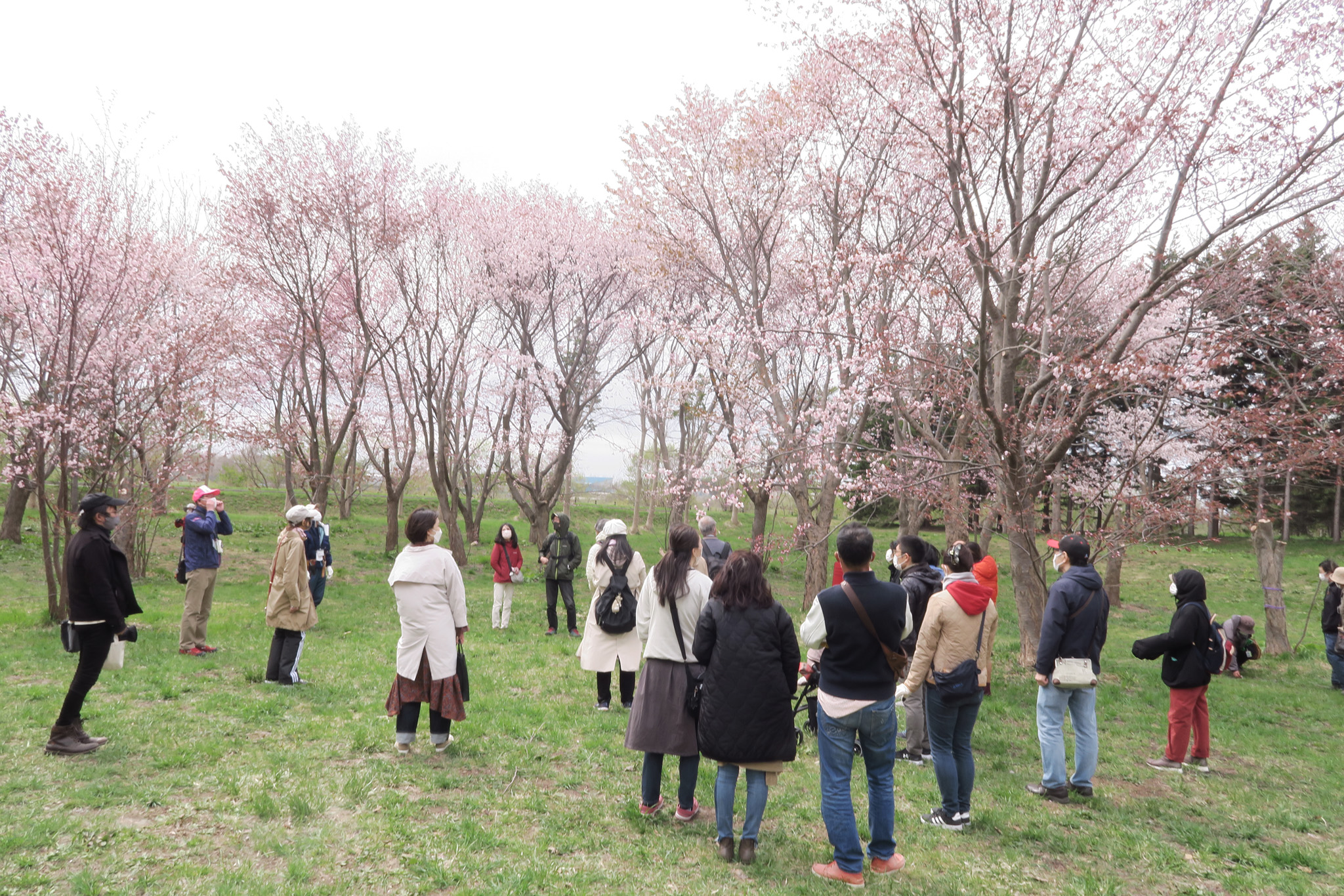 モエレ沼公園 モエレ沼公園 サクラ八分咲き 園内のサクラは八分咲きとなり見頃を迎えております 雨がパラつき 気温も下がっております お越しの際は暖かい服装と雨具をお持ちの上 ご来園ください T Co C1iggfd0ln Twitter