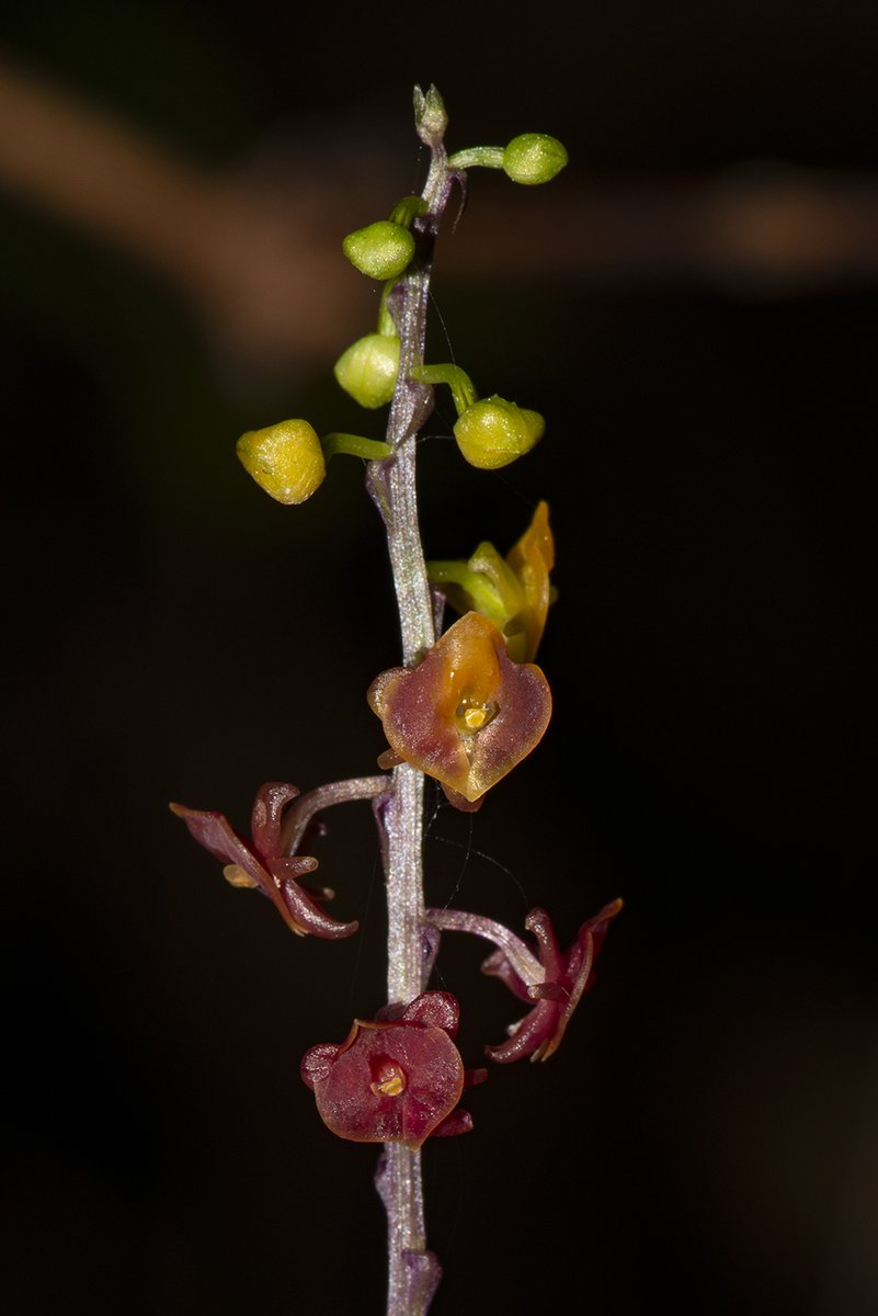 Wenbo77's tweet photo. A Crepidium sp.? Palawan the Philippines.
#floraofthephilippines #orchid #terrestrialorchid #crepidium #菲律宾植物 #兰花 #地生兰 #沼兰属 https://t.co/vxjybnN64X