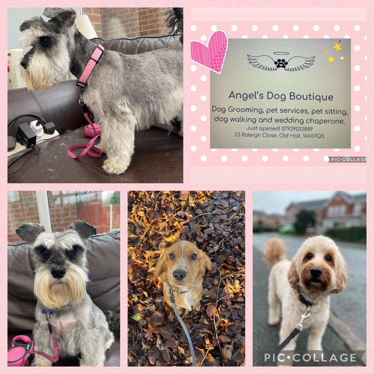 Angels Dog Boutique Westbrook Warrington (@angelwingsfloat) on Twitter photo 
