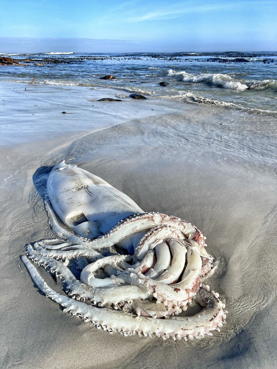 2OceansAquarium's tweet image. 🦑You've probably seen the news about the #giantsquid that washed up near #CapeTown yesterday - but how much do you know about these mysterious deep ocean dwellers? Here's the rundown on the history and science of South Africa's giant squids: aquarium.co.za/blog/entry/eve…