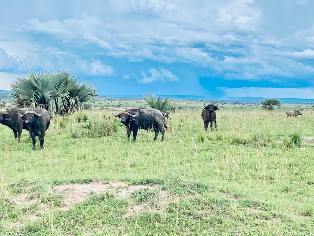 nemaug's tweet photo. As we mark International Labour Day, we extend special gratitude to all those who are dedicated to conserving and promoting sustainable use of our environment. Happy Labour Day
#ConserveUg 
#LabourDay2022 https://t.co/YoD311E0wx