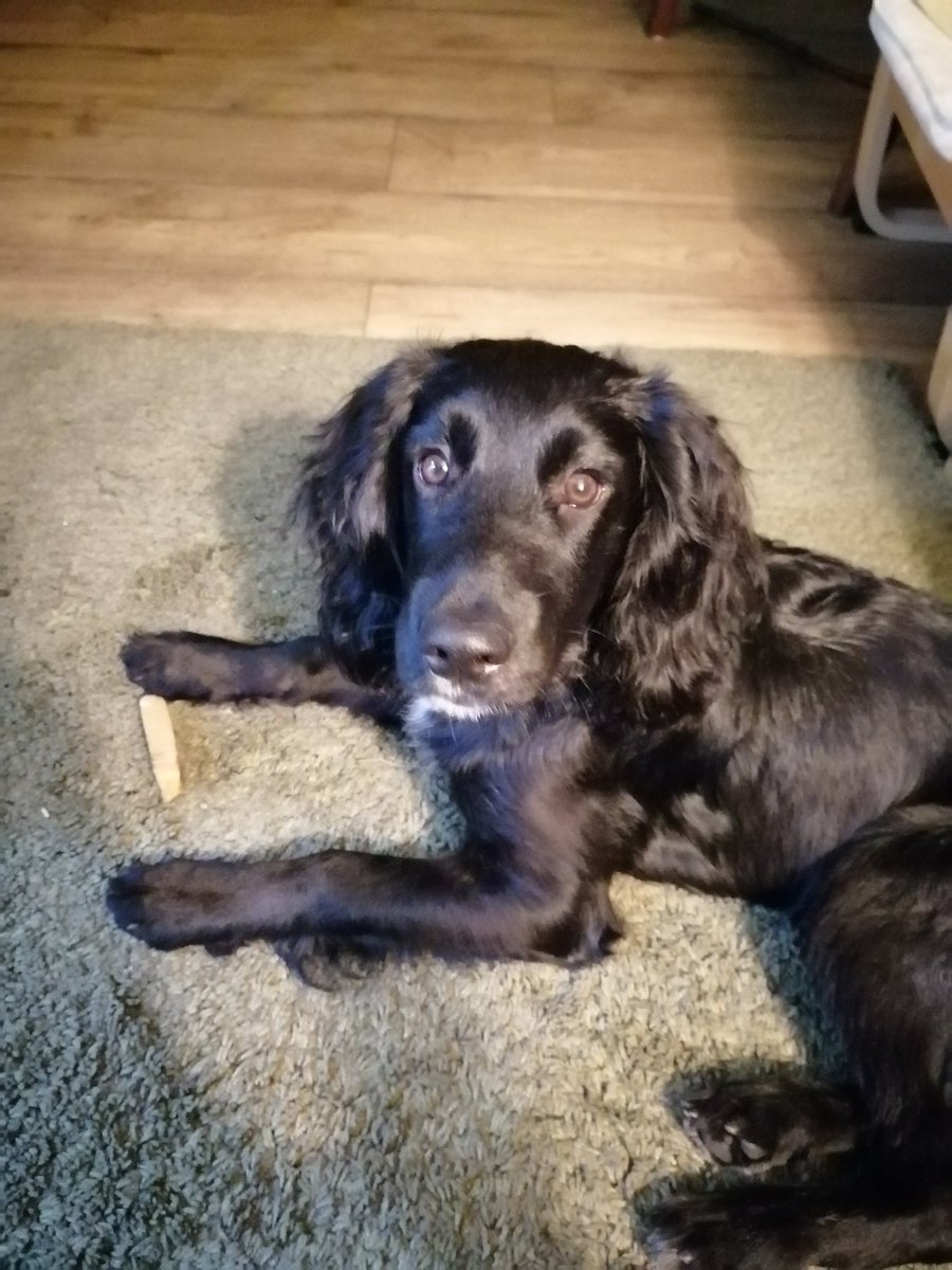 LauraPearse2's tweet photo. @bmstores This is my gorgeous Ozzy, he'll be 1 next month. #BMPets 🖤🐾 https://t.co/WLQnGBs5m6