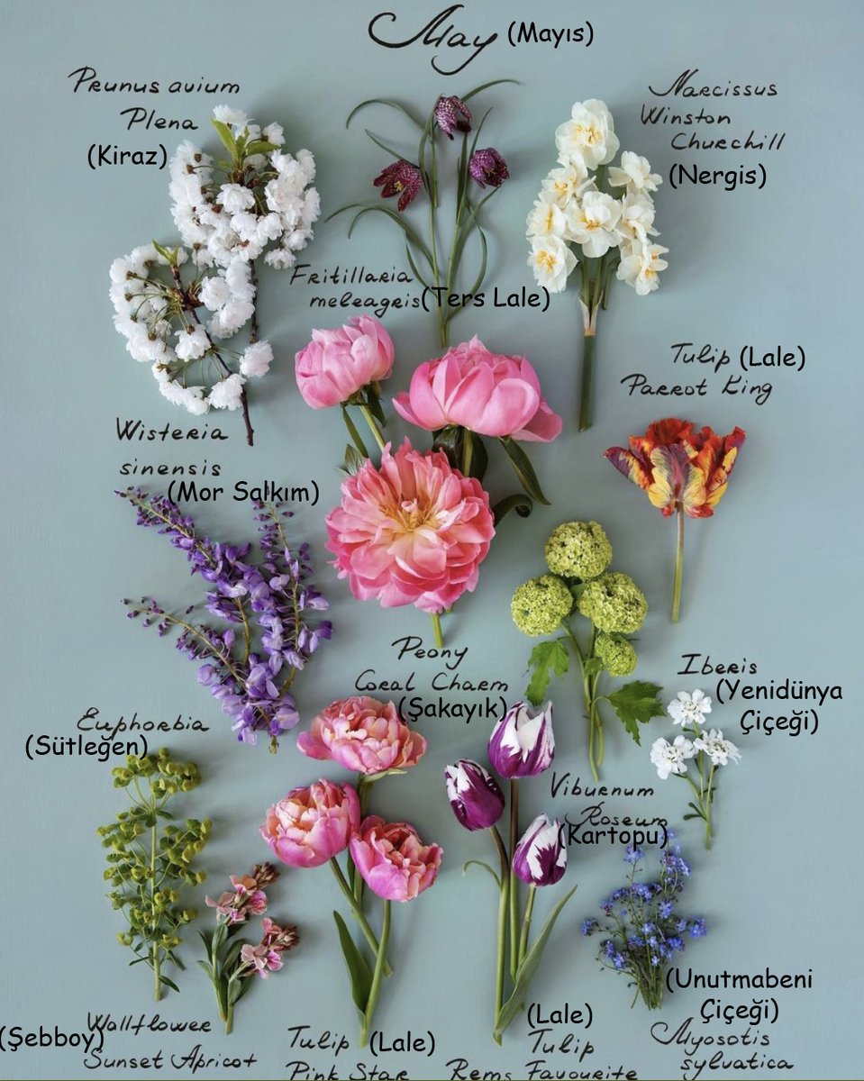 Hoşgeldin mayıs🌸💐🌼🌹❤️
