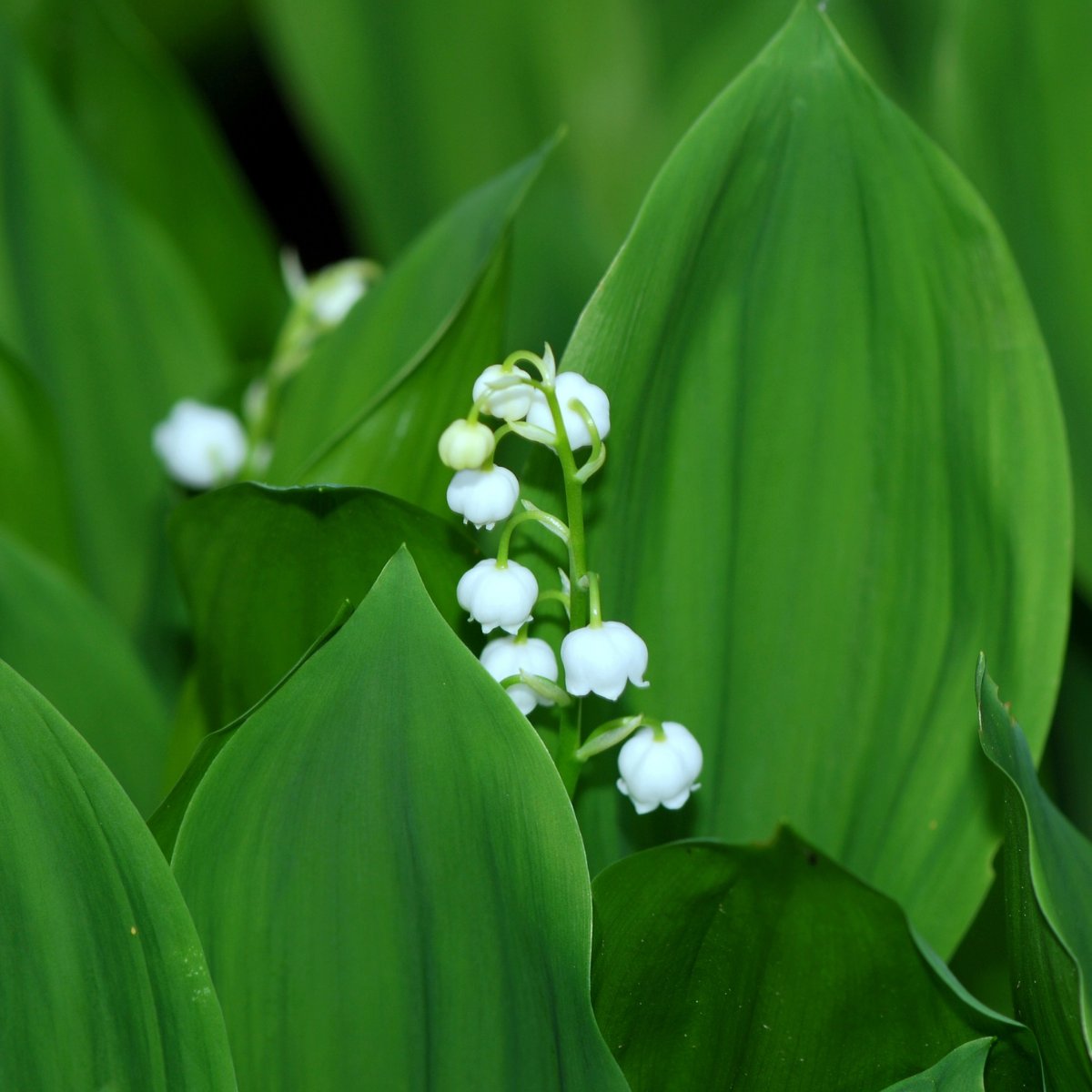 MENSAFORMATION's tweet image. 😉
#férié #bonheur #1mai