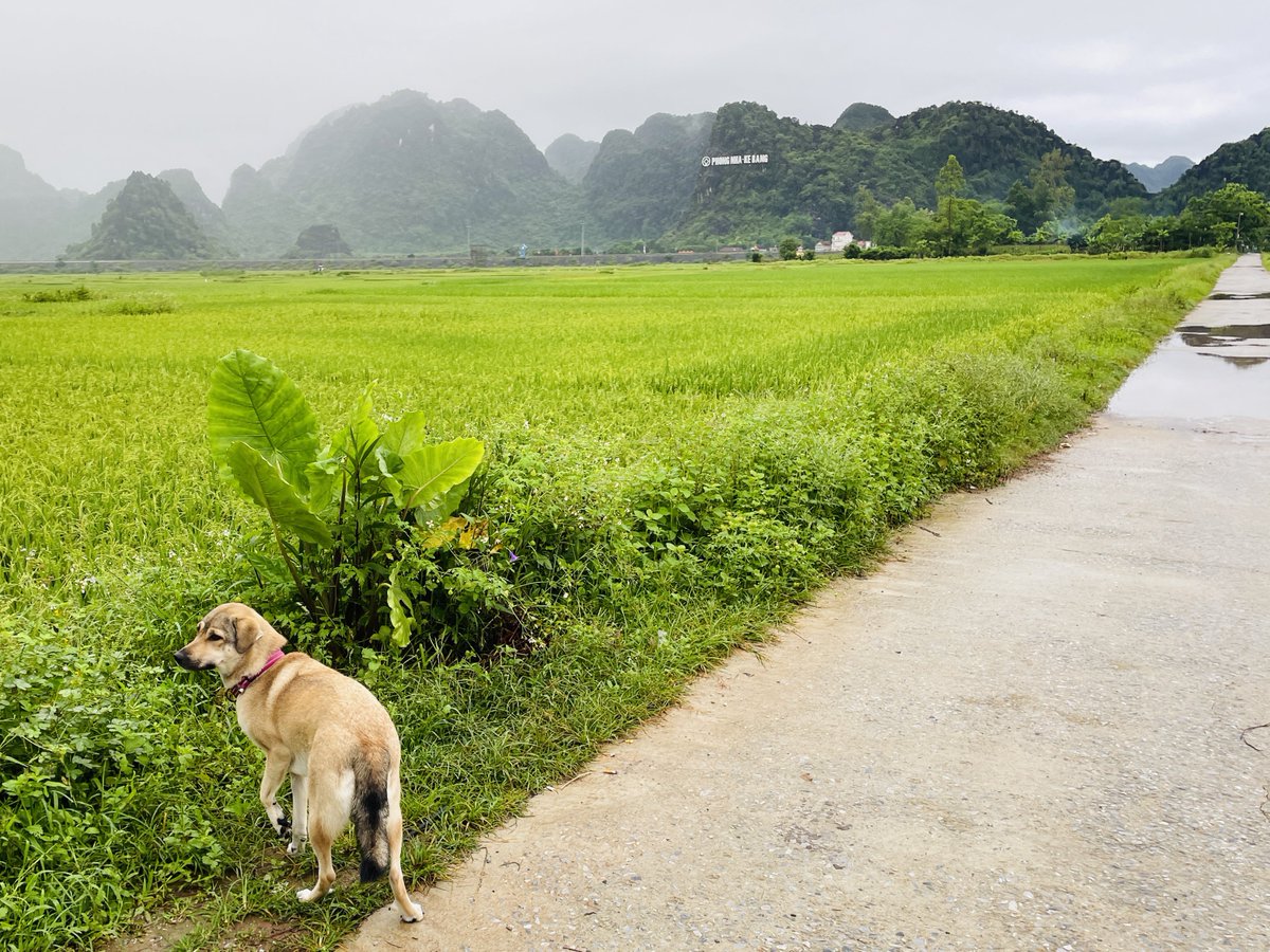 Phong Nha - Ke Bang

フォンニャ・ケバンwithワンコ

この後、田んぼに落ちたワンコ😂
キャンプみたいな旅行だな。

#ベトナム　#フォンニャ　#犬　#Vietnam #Phongnha #Concho