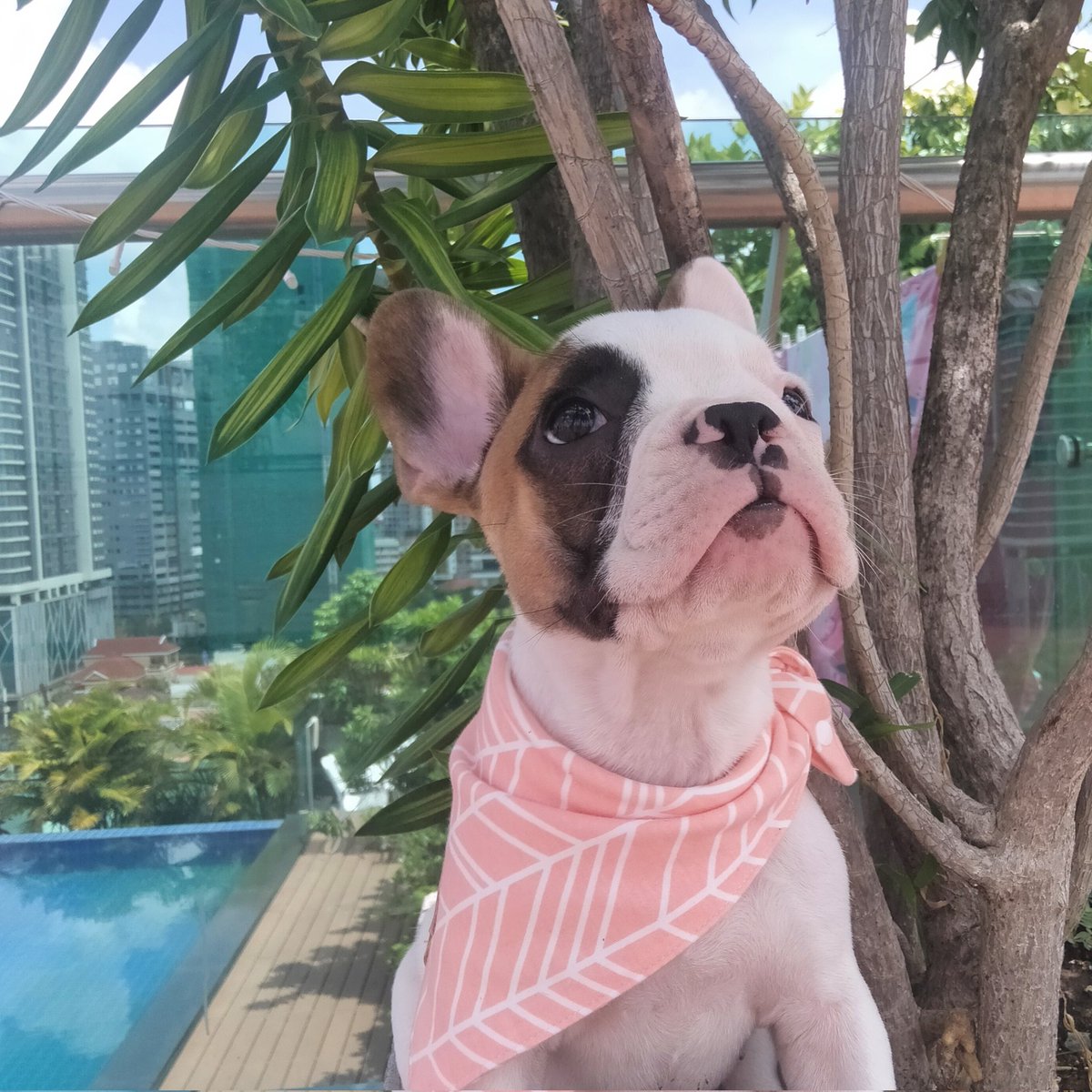 A little pool side fun in the sun ☀️ for Dusty💙 and Delilah 🌸 

#DogsofTwittter #Chihuahua #frenchbulldog #PoolTime #cute