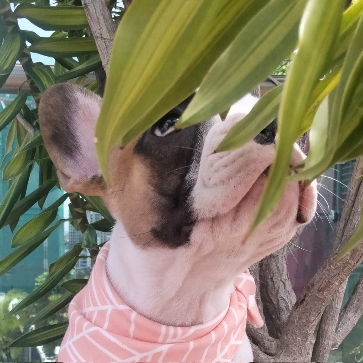 A little pool side fun in the sun ☀️ for Dusty💙 and Delilah 🌸 

#DogsofTwittter #Chihuahua #frenchbulldog #PoolTime #cute