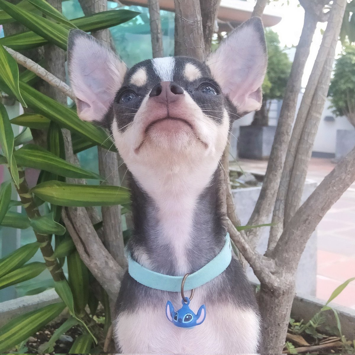 A little pool side fun in the sun ☀️ for Dusty💙 and Delilah 🌸 

#DogsofTwittter #Chihuahua #frenchbulldog #PoolTime #cute