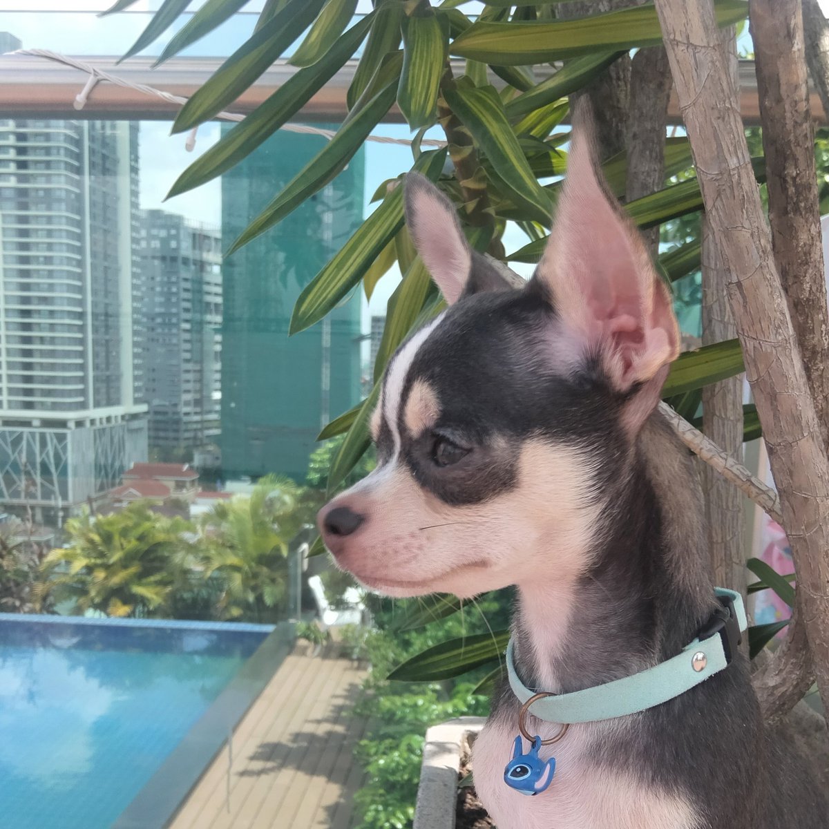 A little pool side fun in the sun ☀️ for Dusty💙 and Delilah 🌸 

#DogsofTwittter #Chihuahua #frenchbulldog #PoolTime #cute
