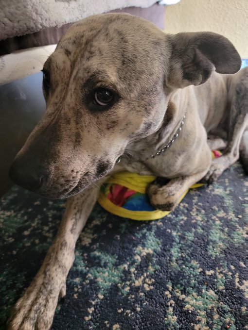 Puppers!!!! #dog #cute https://t.co/nzhw8TUZsj<a href="/tag/dog"class="tags">#dog</a><a href="/tag/cute"class="tags">#cute</a>