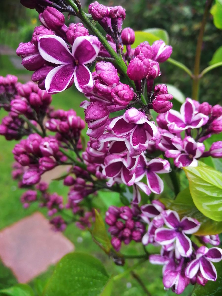 ngsgardenhook's tweet photo. Look at my stunning #lilac can anyone I'd the variety please #lostlabel #Eastyorkshire @Dougthegardener @LizzieRose_Hull https://t.co/uFsKl8efqD